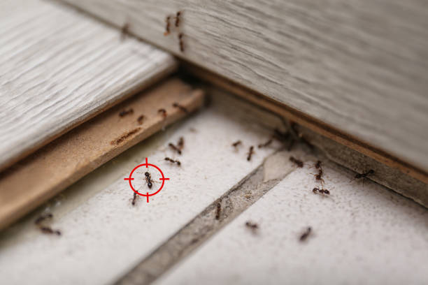 Best Termite Control Services  in Ipswich, SD