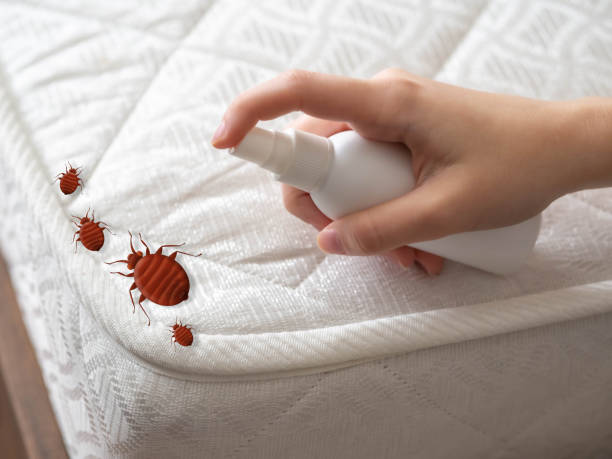 Best Spider Control Near Me  in Ipswich, SD