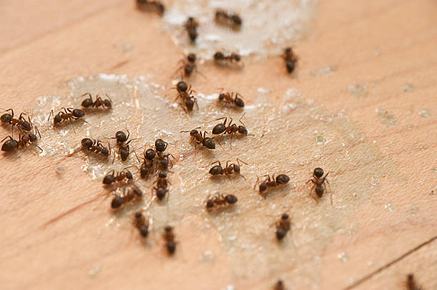 Best Residential Pest Control  in Ipswich, SD