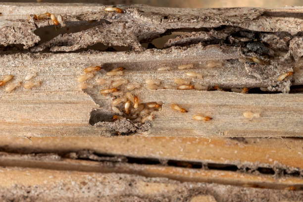 Best Pest Control Near Me  in Ipswich, SD