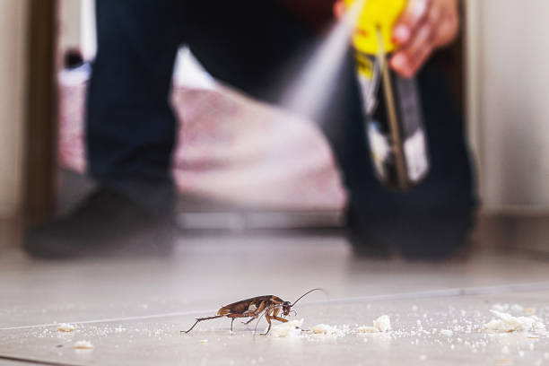 Best Insect Control  in Ipswich, SD